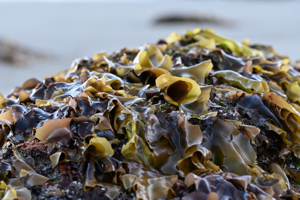 A profusion of yellowish-bladed Mazzaella, purplish-brown at the base, atop a surf-swept rock.