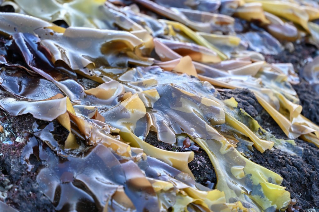 Mazzaella blades cloak the top of a surf-swept rock.