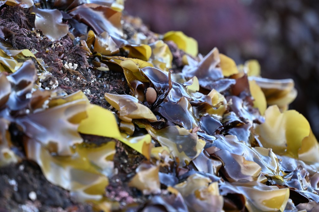 A profusion of yellowish-bladed Mazzaella, purplish-brown at the base, atop a surf-swept rock.