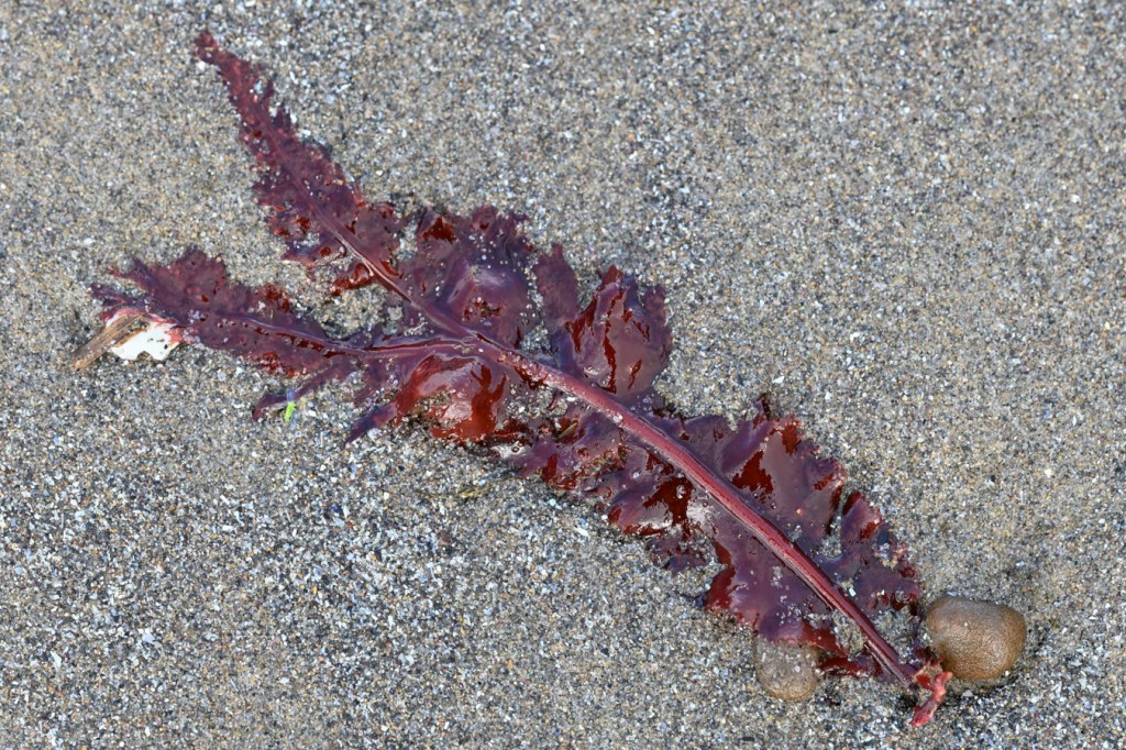 A drifted but not-too-tattered Erythrophyllum delesserioides blade rests on the sand.