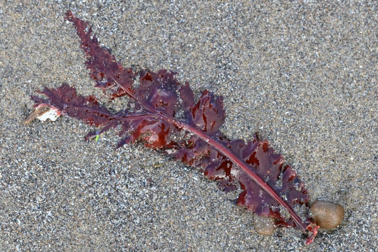 A drifted but not-too-tattered Erythrophyllum delesserioides blade rests on the sand.