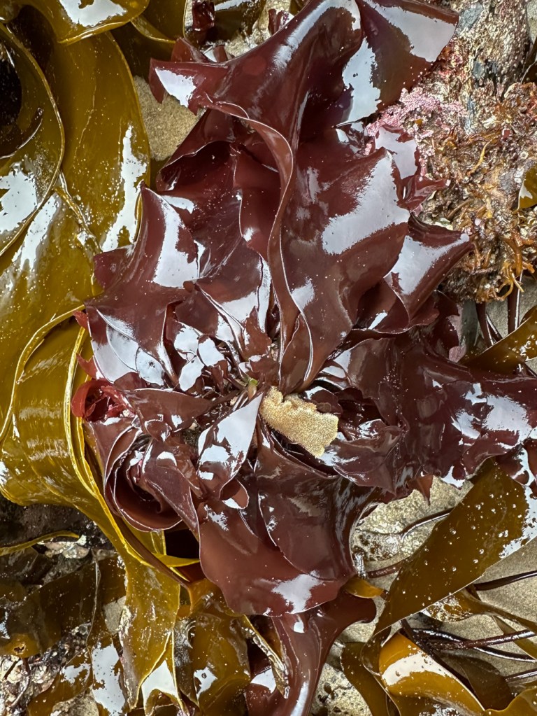 Long, smooth, reddish-brown blades among Hedophyllum sessile and a tuft of Flustrellidra on a surf-swept rock.