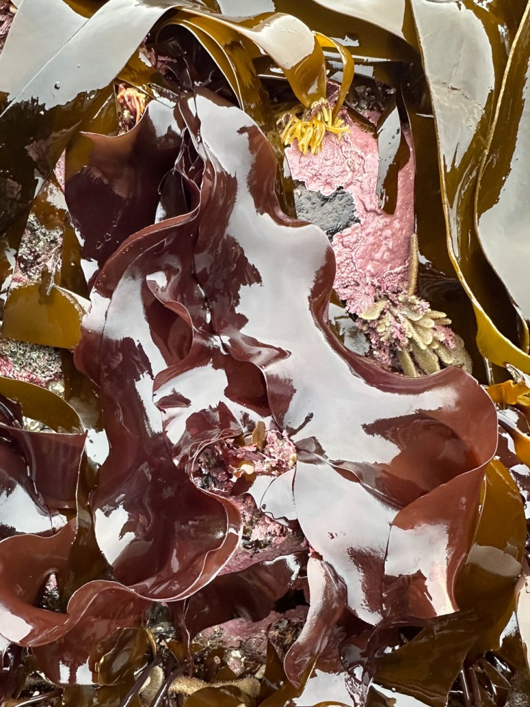 Long, smooth, reddish-brown blades among Hedophyllum sessile, Flustrellidra, and crustose corallines on a surf-swept rock.