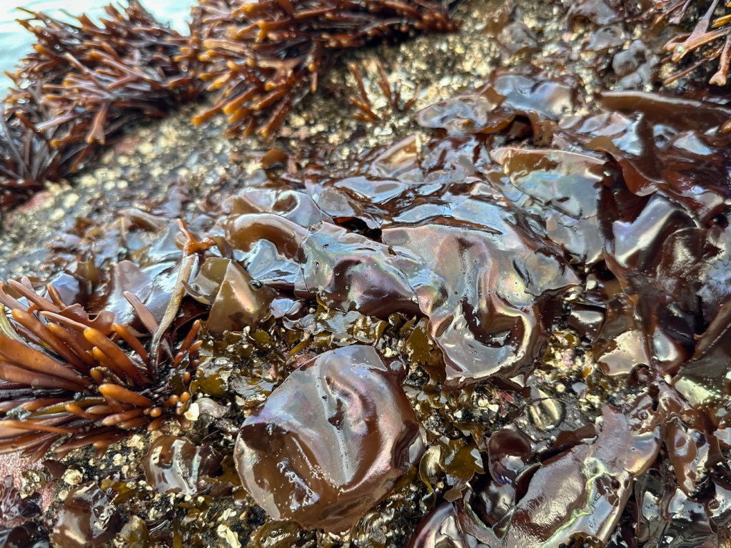 Iridescent Mazzaella blades alongside Ahnfeltiopsis on a low surf-swept rock.