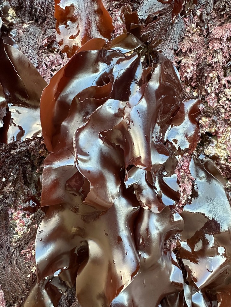 Several large Mazzaella blades hang down a rock wall accompanied by other red seaweeds.