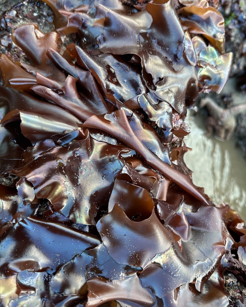 A profusion of large iridescent Mazzaella blades.