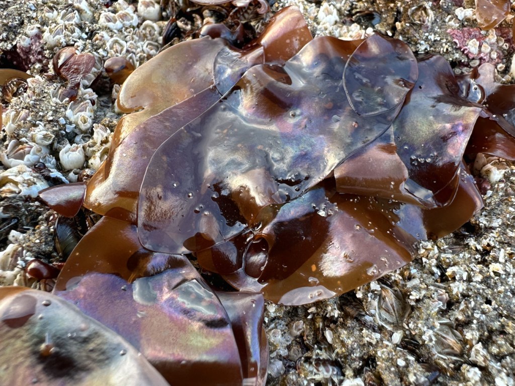 Iridescent Mazzaella blades and barnacles on a surf-swept rock.