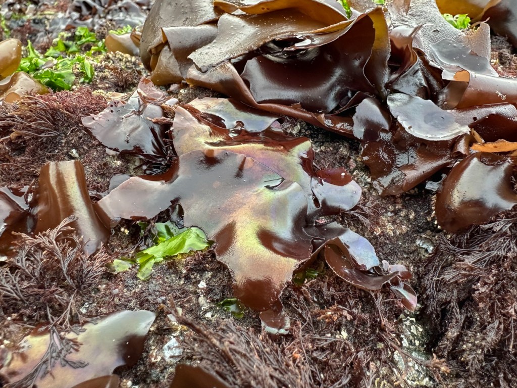Iridescent Mazzaella blades and other seaweeds atop a surf-swept rock.