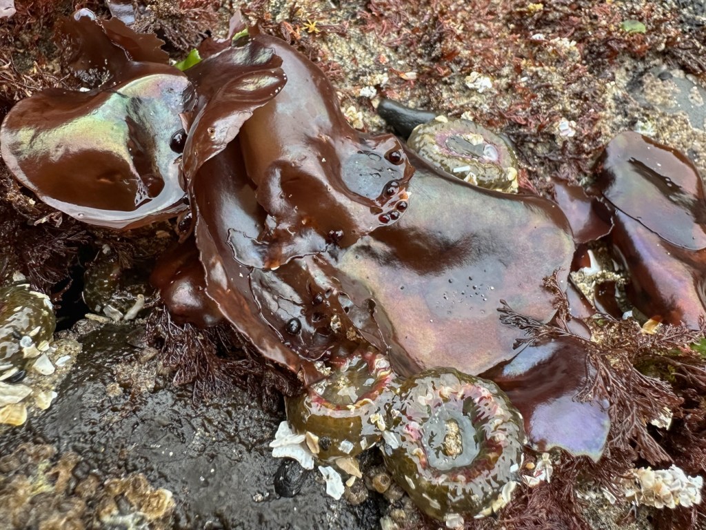 Iridescent Mazzaella blades and a tuft of Herpochondria along with pink-tipped green anemones Anthopluera elegantissima atop a surf-swept rock.
