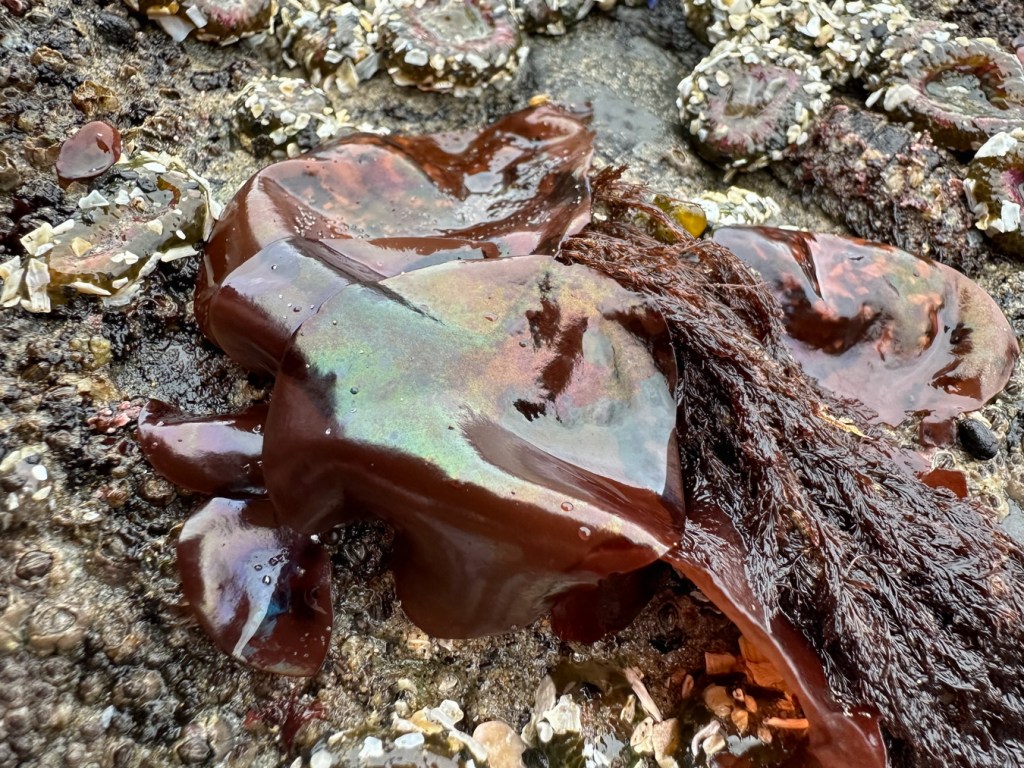 Iridescent Mazzaella blades and a tuft of an inscrutable red seaweed along with pink-tipped green anemones Anthopluera elegantissima atop a surf-swept rock.