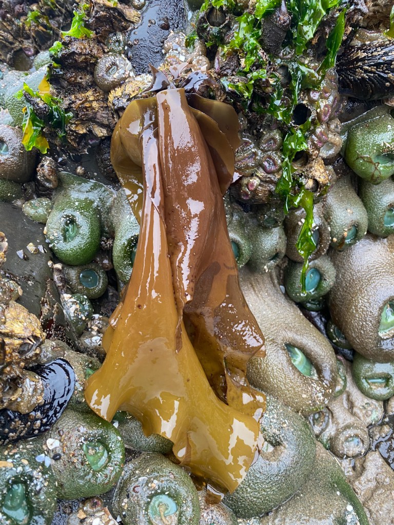 Large yellowish-brown Mazzaella blades with a darker base hang down a vertical rock wall. Barnacles, two kinds of anemones and Ulva share the scene.