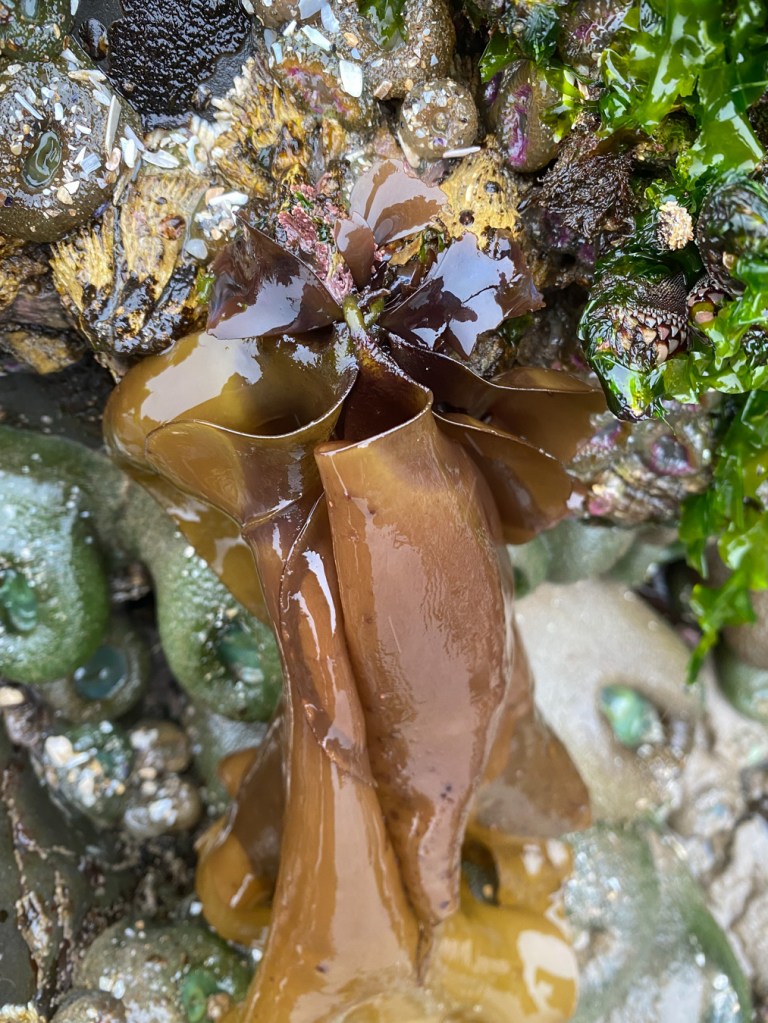 Large yellowish brown Mazzaella blades, darker at the base (stipes visible too), hang down at the base of a vertical rock wall. Barnacles, two kinds of anemones and Ulva share the scene.