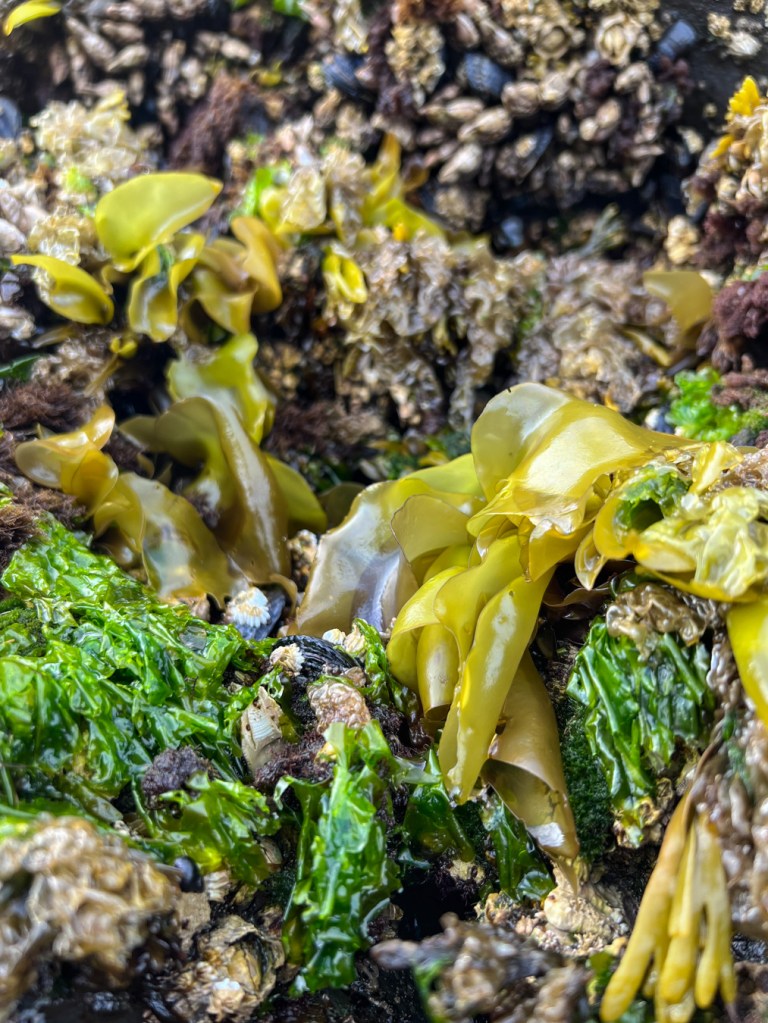 Yellow and greenish-yellow Mazzaella blades and Ulva on a surf-swept rock, just below the lower edge of the mussel bed.