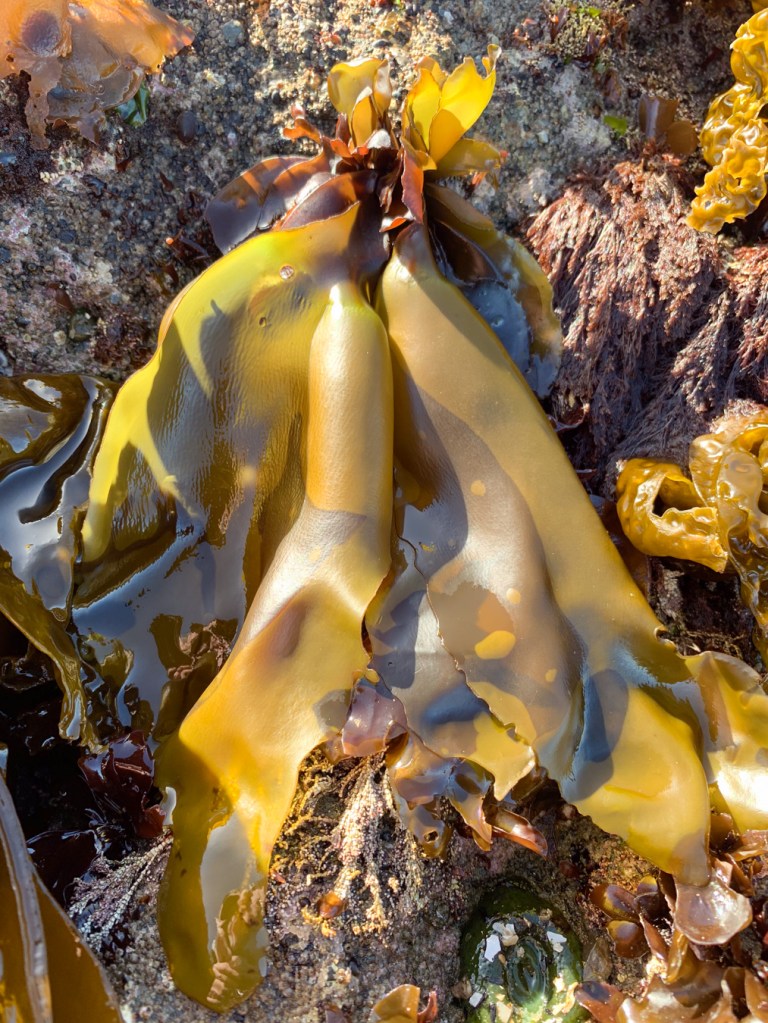 Large yellowish Mazzaella, purple at the base, hangs down the side of a surf-swept rock.