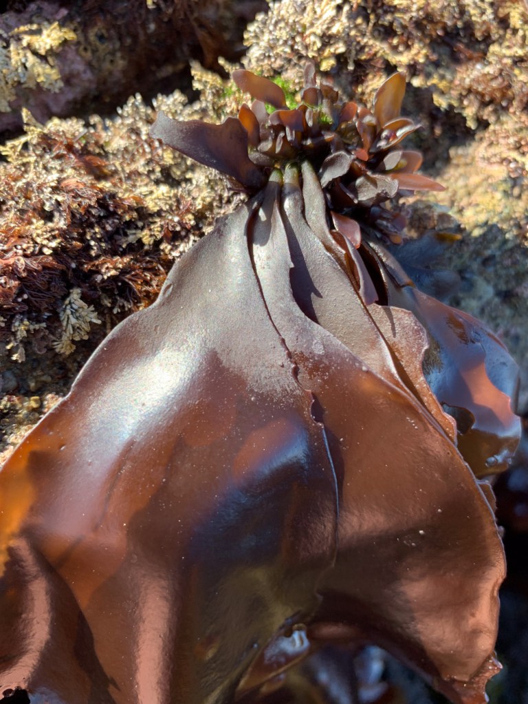 A cluster of large reddish-brown Mazzaella blades hang down the side of a surf-swept rock.