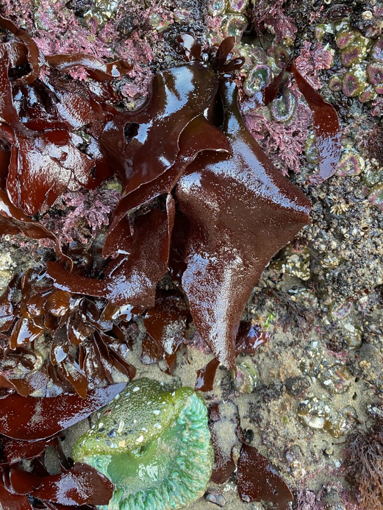 Reddish-brown Mazzaella-like blades hang down a low rock face.