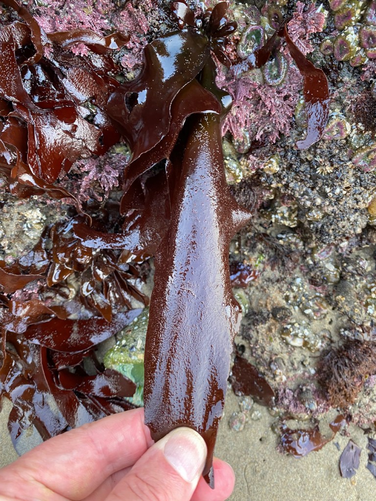 A reddish-brown Mazzaella-like blade held between my thumb and forefinger for a nice little stretch.