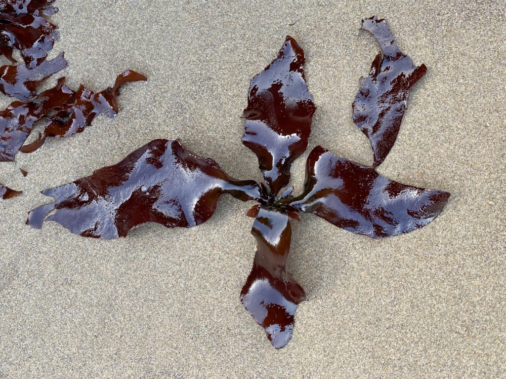 A reddish-brown Mazzaella-like seaweed, including four large blades and some smaller blades at the base, laid out on smooth sand for a better look at the blades, stipes, and overall layout.