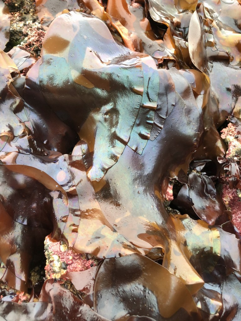 A profusion of large iridescent Mazzaella blades.