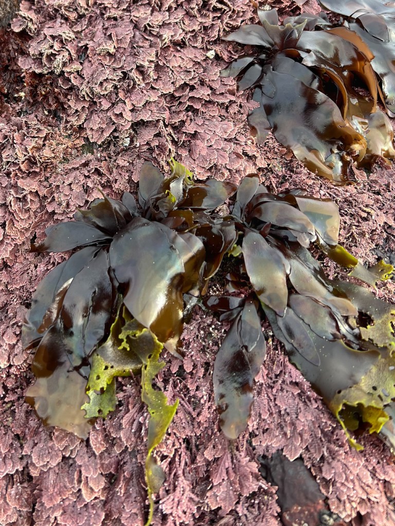 Clusters of dark brown, somewhat iridescent Mazzaella rise above a bed of Bossiella on a surf-swept rock.