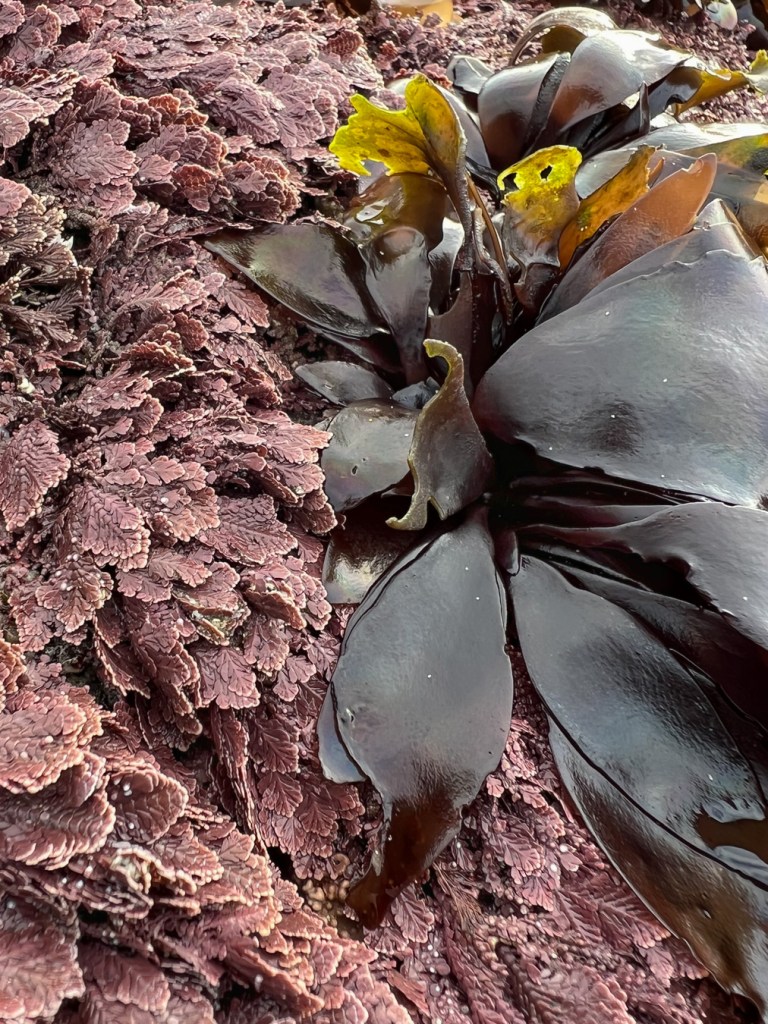 A cluster of dark brown, somewhat iridescent Mazzaella rises above a bed of Bossiella on a surf-swept rock.