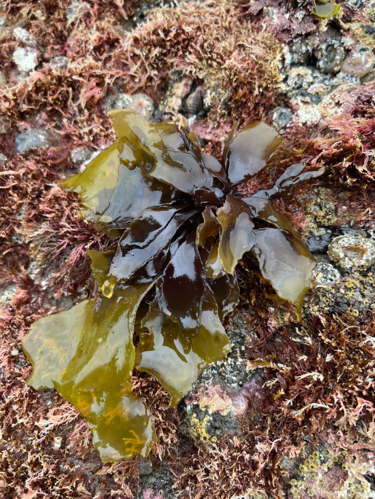 Greenish-bladed Mazzaella, purplish-brown at the base, sits atop a surf-swept rock alongside Plocamium and anthopleura elegantissima.