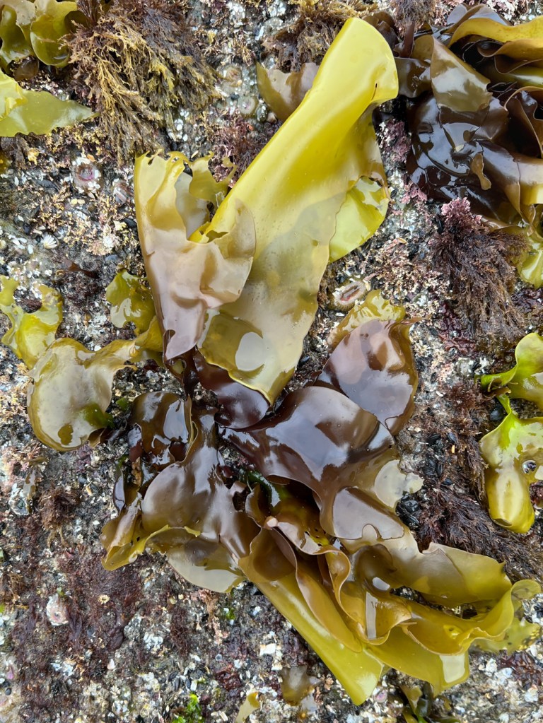 Mazzaella with yellowish-green blades with a purplish-brown base atop a surf-swept rock. A few inscrutable red tufts share the scene.