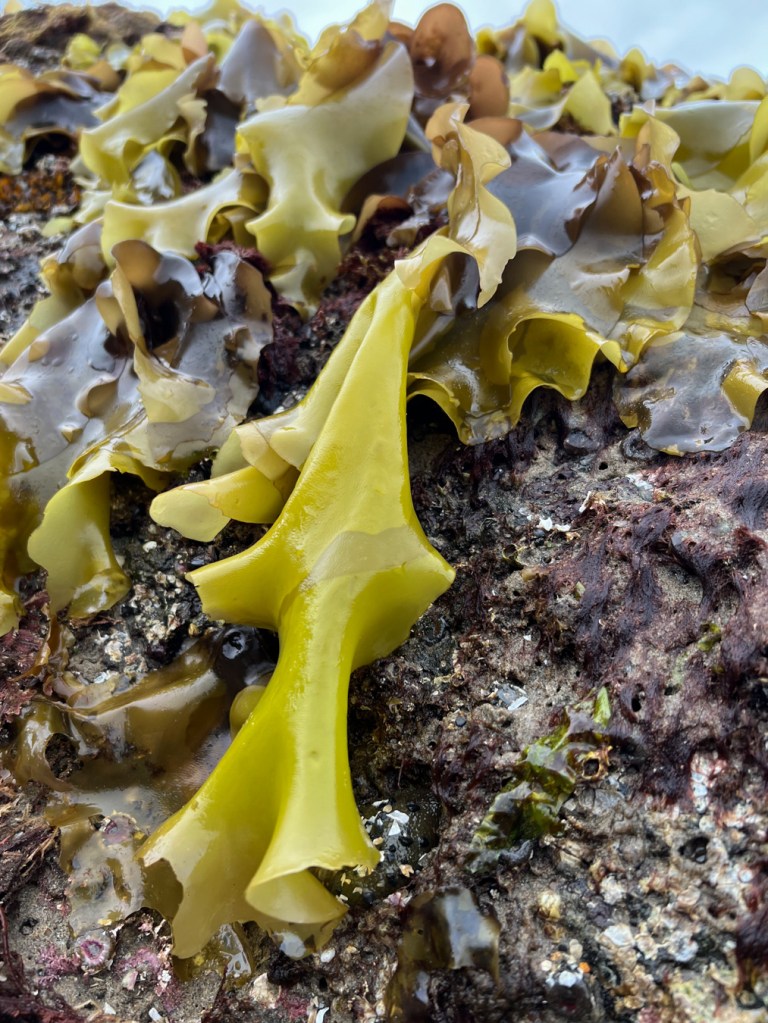 Several large yellowish Mazzaella blades atop and hanging down the side of a mid- to low intertidal rock.