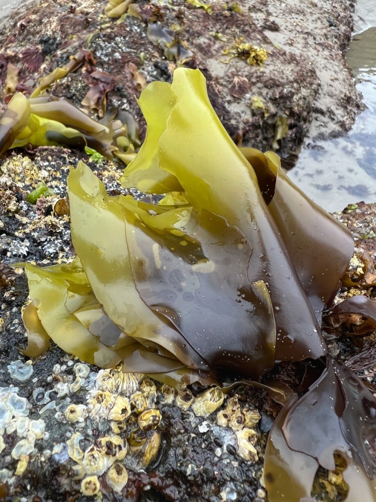Mazzaella with yellowish-green blades with a purplish-brown base atop a surf-swept rock. A few barnacles share the scene.