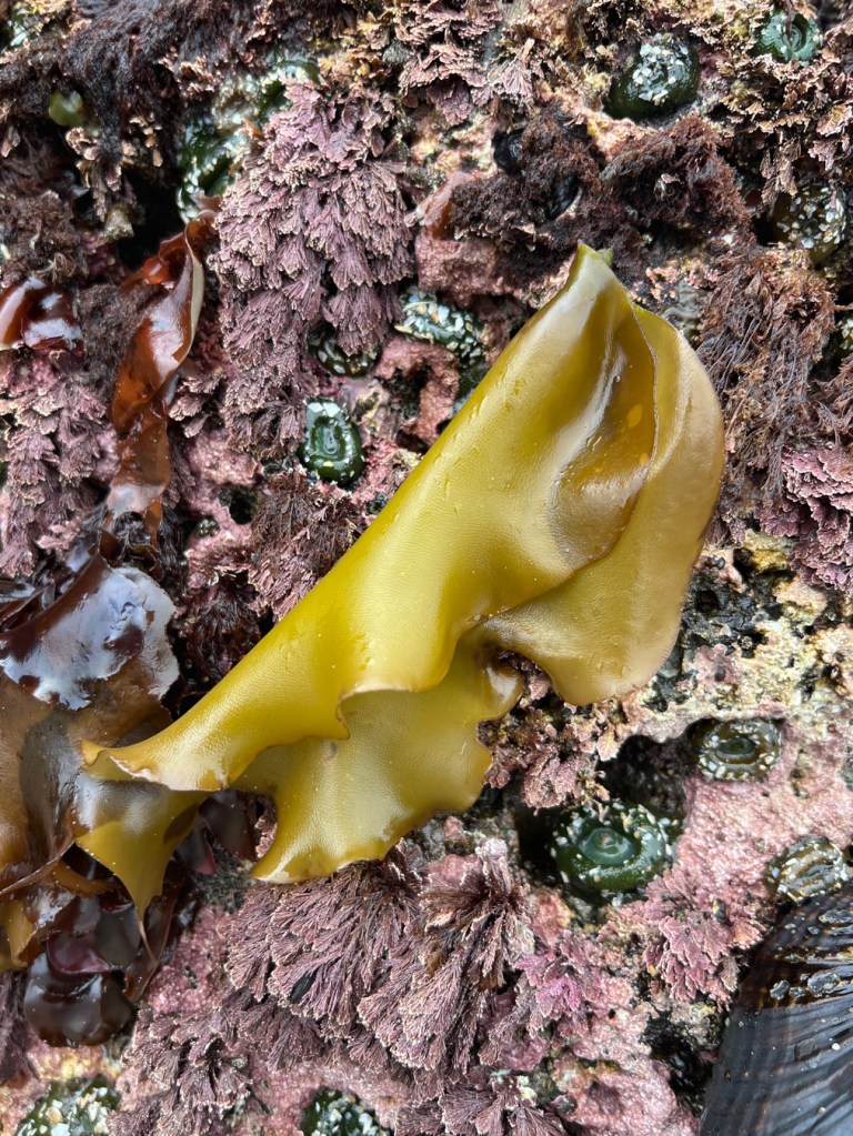 A single large Mazzaella blade hangs down a rock wall among other red seaweeds and giant green anemones.