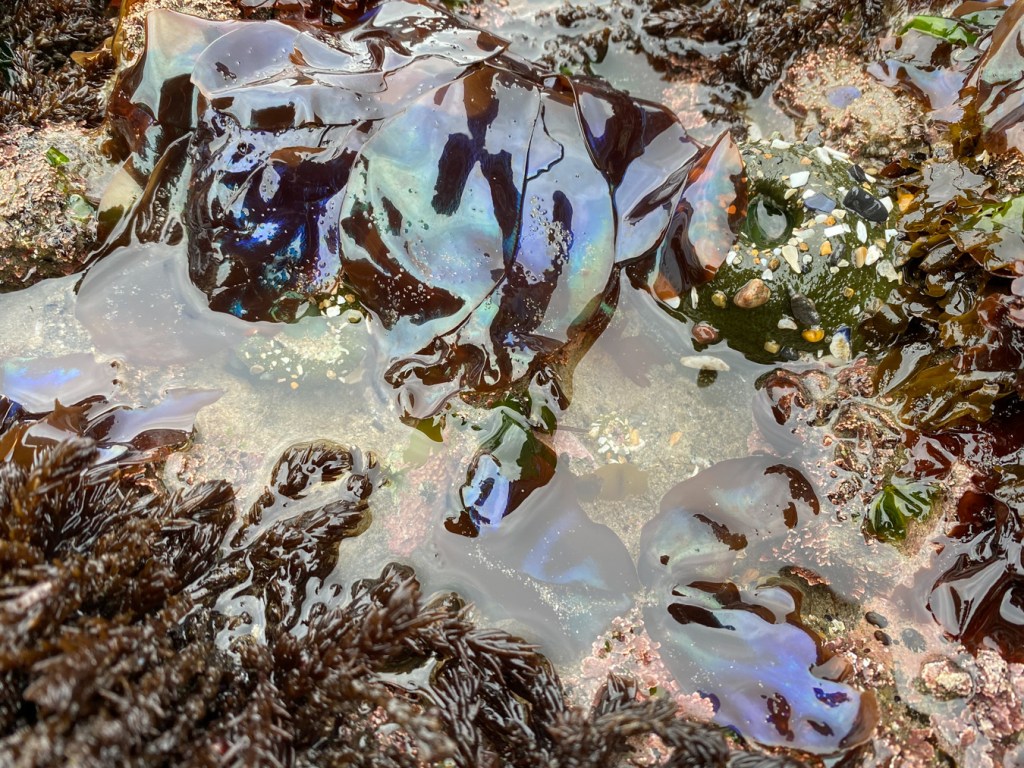 Iridescent Mazzaella blades at the edge of a small tidepool.