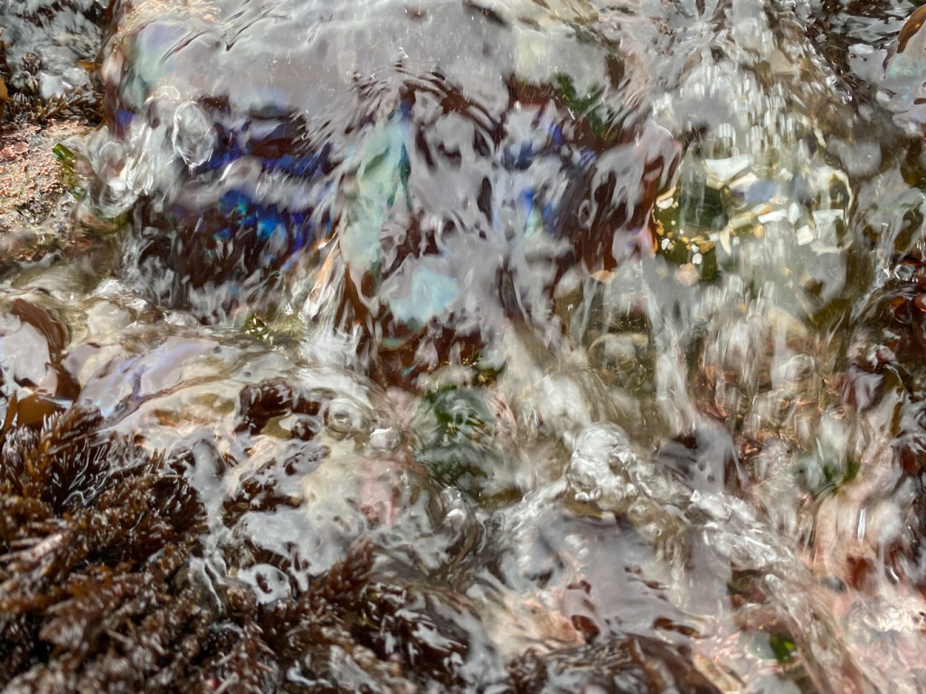 The iridescence of Mazzaella blades is visible through incoming swash.