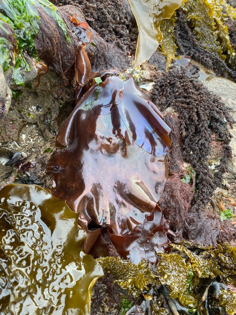 A cluster of iridescent Mazzaella blades stands out among a variety of other seaweeds.