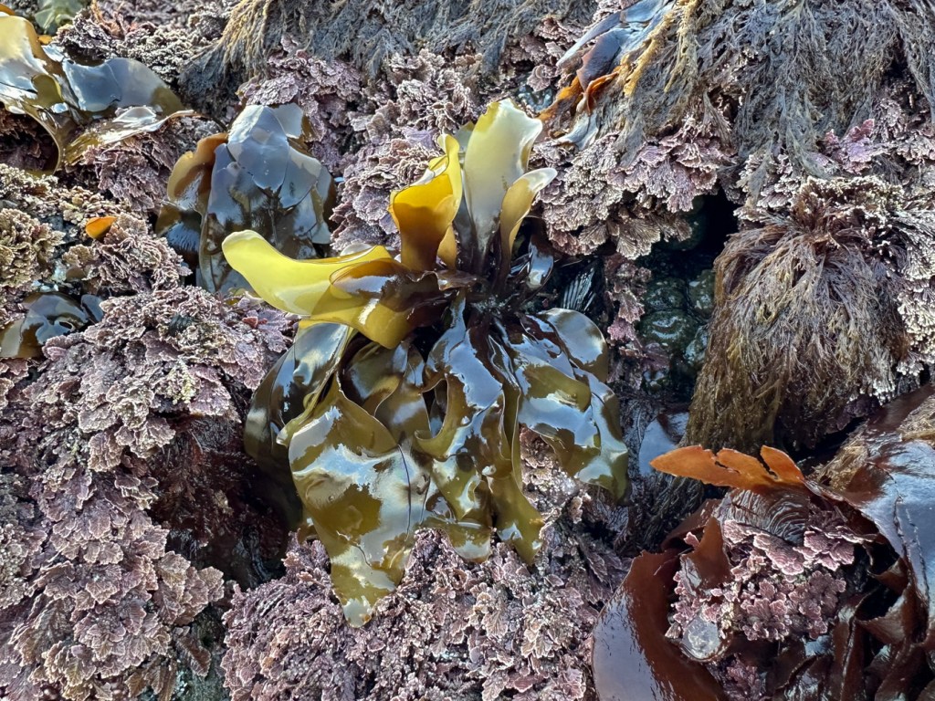 Greenish-bladed Mazzaella, purplish-brown at the base sits on the side of a surf-swept rock amid Bossiella and tufts of Herpochondria.