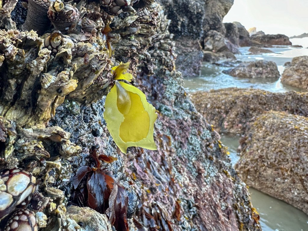 A lone tuft of yellow Mazzaella blades, dark at the base, hangs down from barnacles on the lower boundary of the mussel bed.