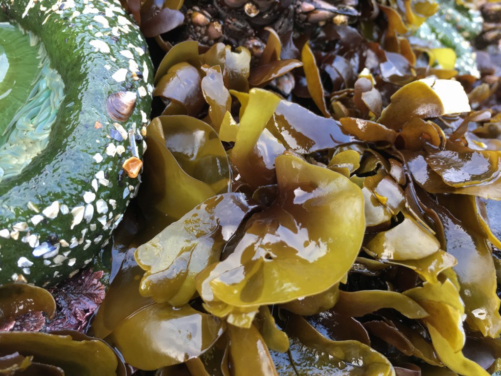 Yellowish blades with purplish-brown bases on a surf-swept rock. Giant green anemones, gooseneck barnacles, and a couple fronds of an articulated coralline share the scene.