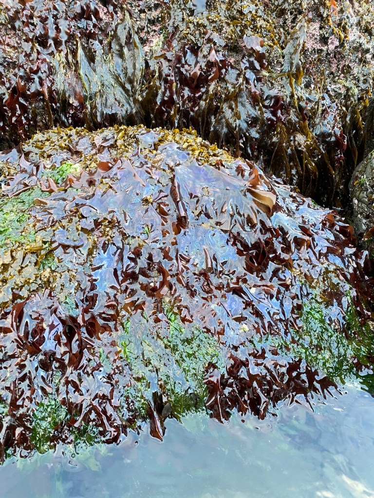 Large iridescent Mazzaella blades draped over the sides of low intertidal rocks. Ulva and other seaweeds also present.