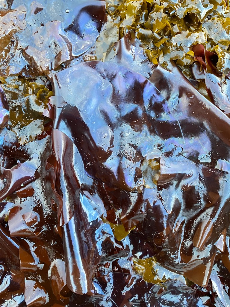 Closeup of large iridescent Mazzaella blades.