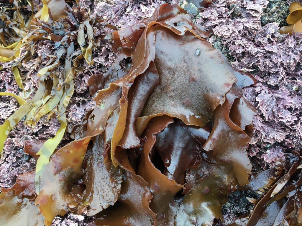 Large brownish blades hang down the side of a surf-swept rock. Prionitis and articulated corallines share the scene.