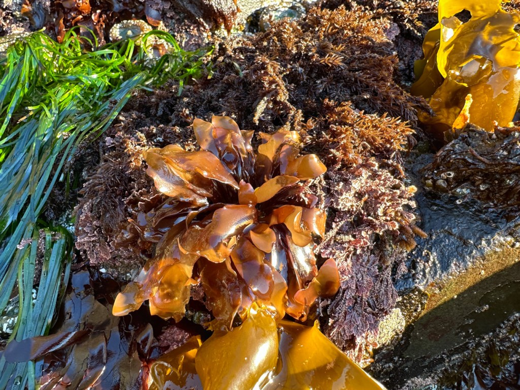 A cluster of smallish, brown Mazzaella-like blades along with some other seaweeds and Phyllospadix on a surf-swept rock.