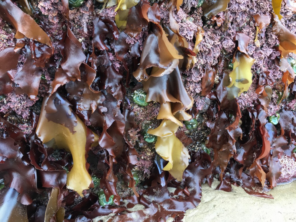 Large Mazzaella blades hang down a rock wall among other red seaweeds and giant green anemones.