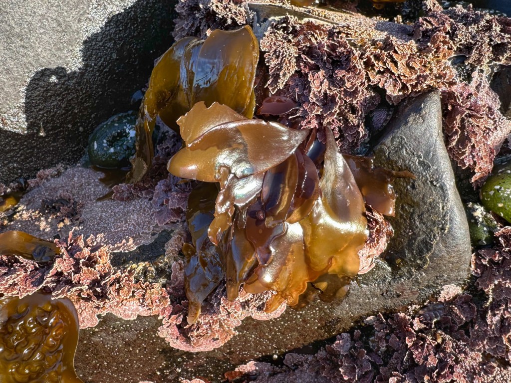 A cluster of smallish brown Mazzaella-like blades along with some corallines.