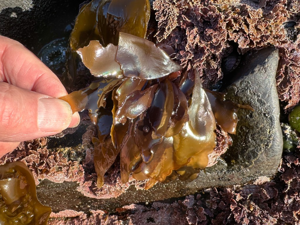 A single blade out of a cluster of smallish brown Mazzaella-like blades is held between my thumb and forefinger for a little stretch.
