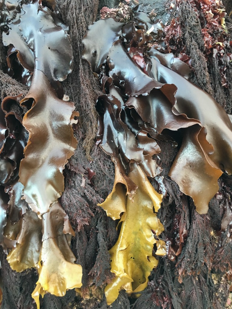 Large Mazzaella blades hang down a rock wall accompanied by other red seaweeds.