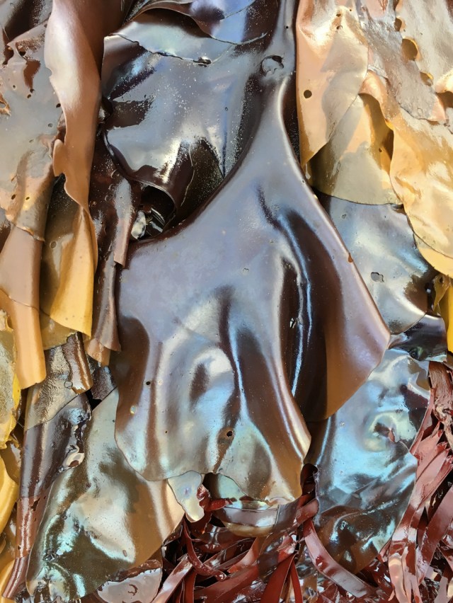 Large iridescent Mazzaella blades hang down a rock wall.