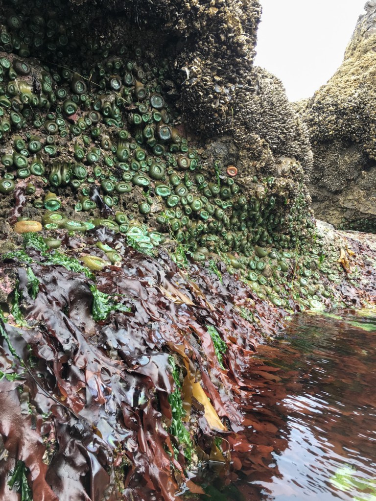 Large reddish Mazzaella-like blades hang down the lower portion of an anemone-covered wall into a low tidepool.