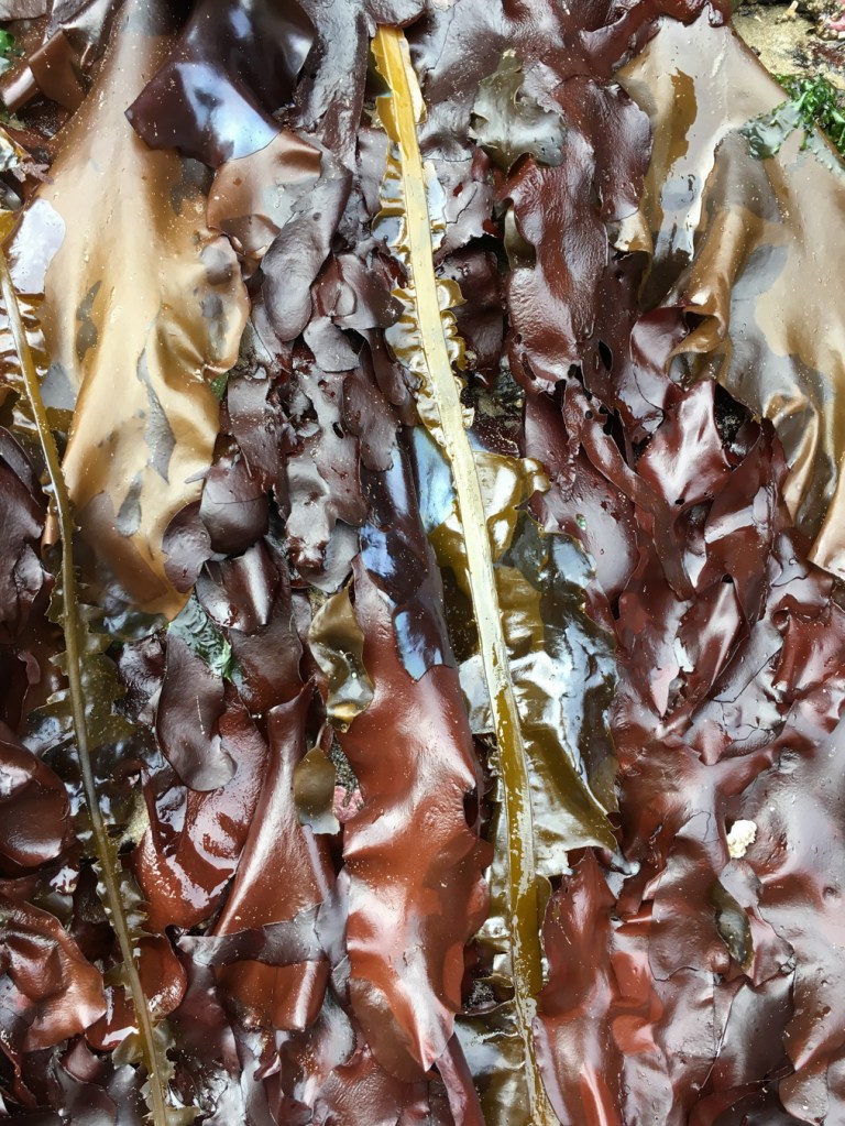 Large reddish Mazzaella-like blades draped down a low rock wall.