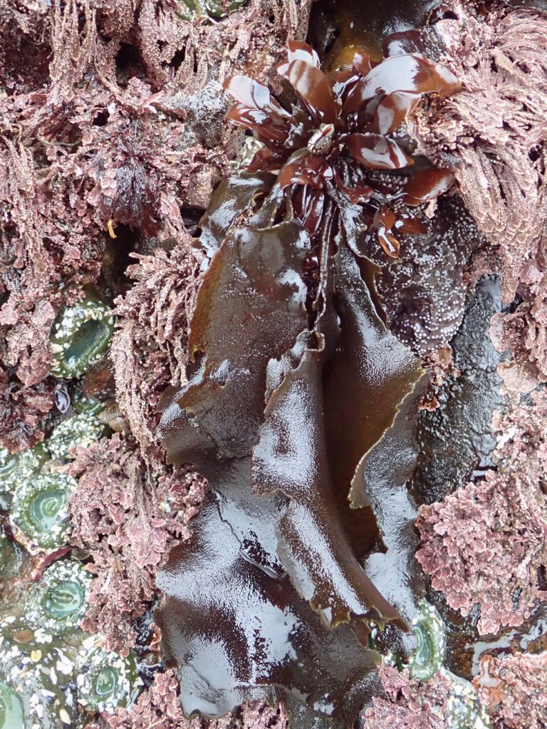 A cluster of long brown Mazzaella blades, among articulated corallines and giant green anemones, hang down a surf-swept rock.
