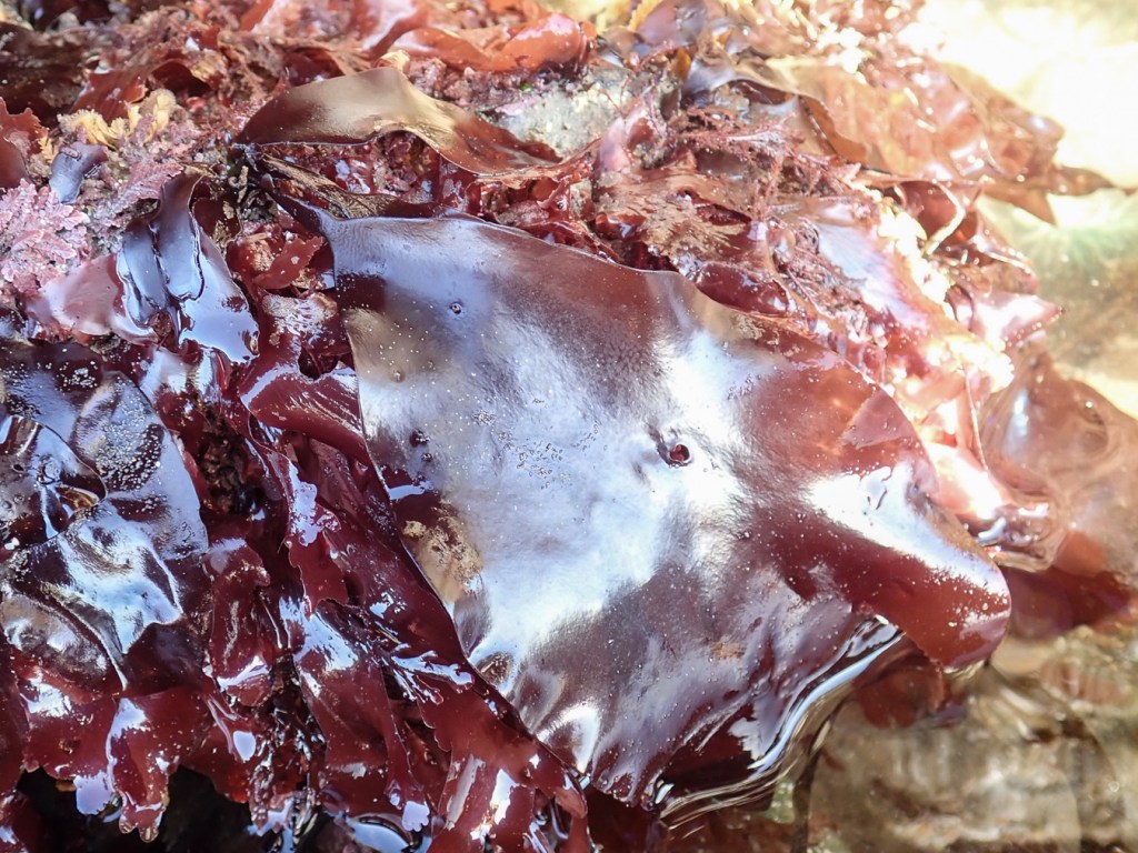 Large reddish Mazzaella-like blades draped down a low rock wall.