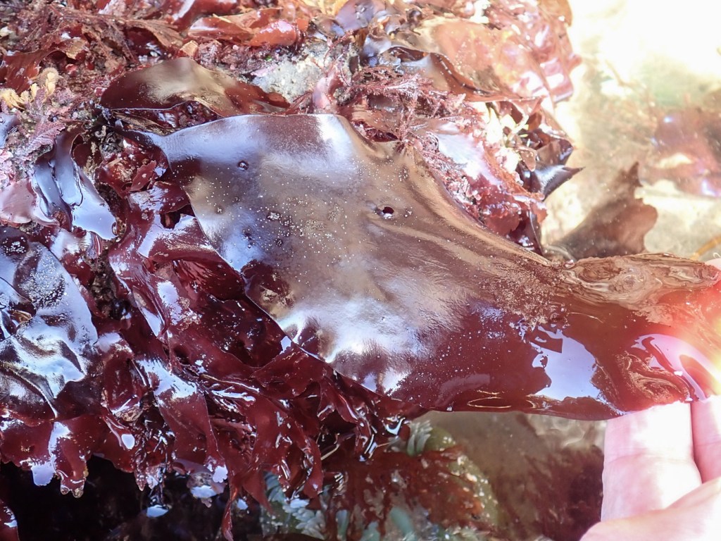 A large reddish Mazzaella-like blade held between my thumb and forefinger, lifted a little by the tip.